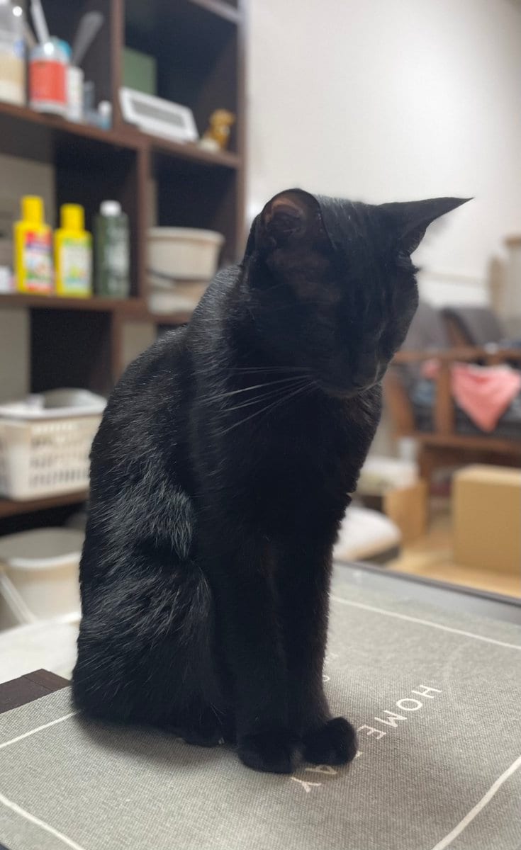 【猫ちゃんのごめんね？】思わず二度見する申し訳なさそうな顔　5万1000回表示される