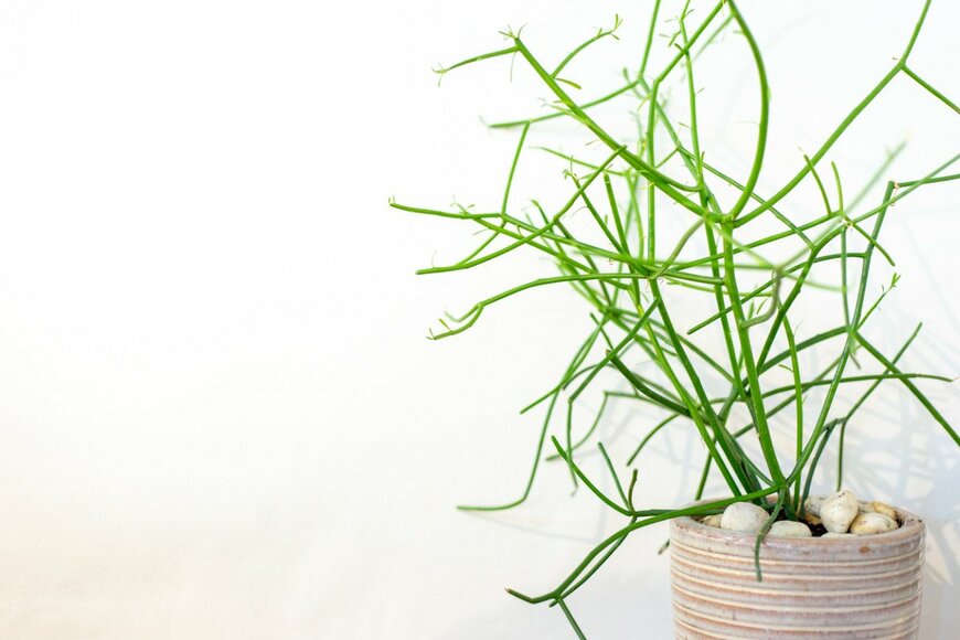 Jayjay adventures/istockphoto.com