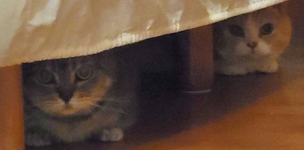 出所：@nekotansoku