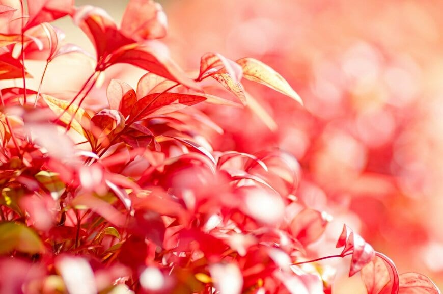 常緑なのに「紅葉」が楽しめる小低木3選！狭い庭や玄関先の小さなスペースでも育てやすい庭木です