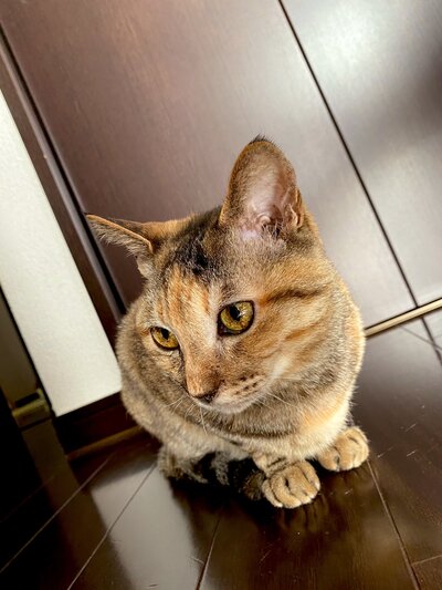 出所：@Adonis_Beginner