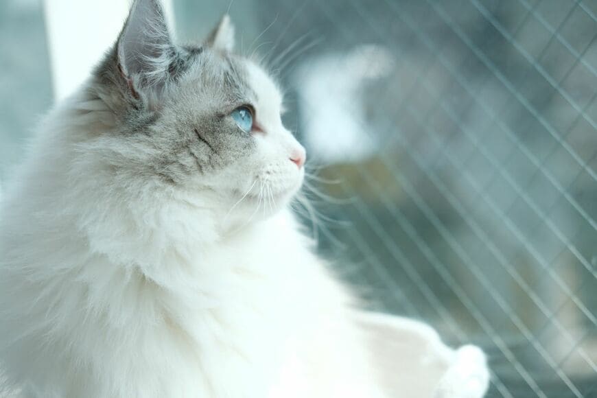 耳が4つあるように見える猫のラグドール　長い耳毛が生んだ不思議な姿に「かわいい」「仲間だ」