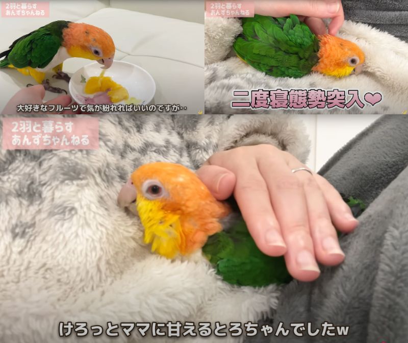 出所：@anz_omomiri