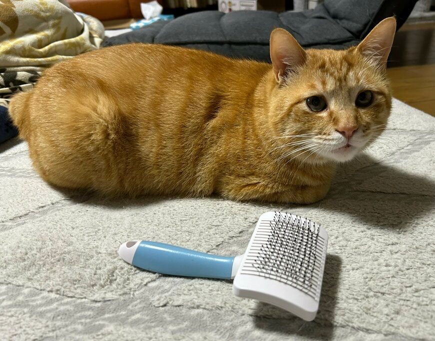 出所：@Beercat_Ana_Dar