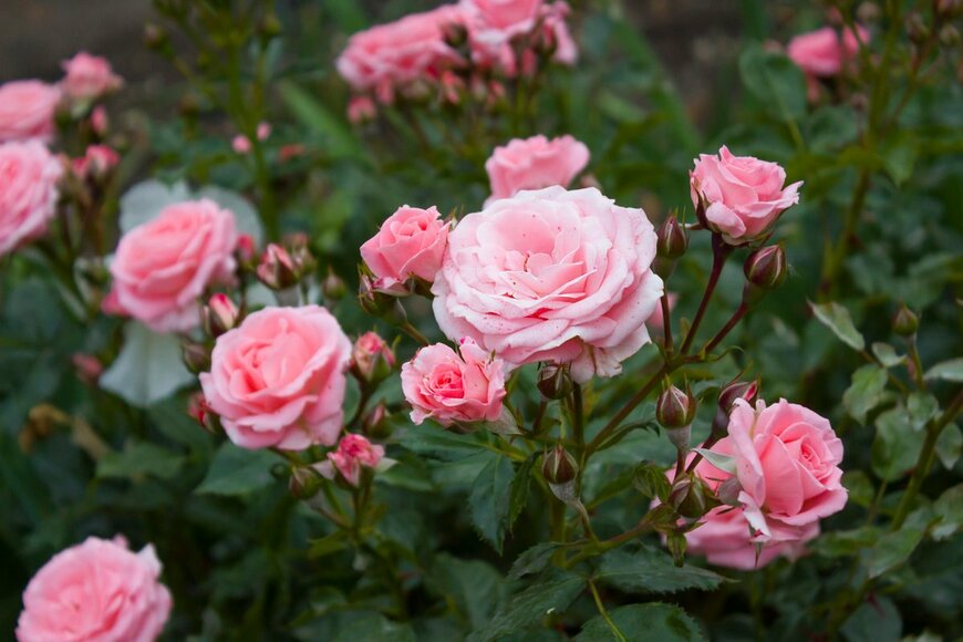 【初心者にもオススメのバラ10選】ロマンチックな色合い＆香りのよさで根強い人気