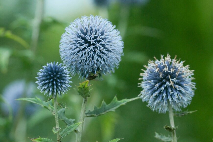 【ガーデニング】夏の〈多年草＆一年草8選〉ブルー＆パープルの花で涼やかな庭