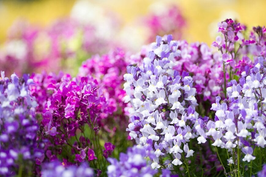 紫や白、ピンクの花を咲かせているリナリア