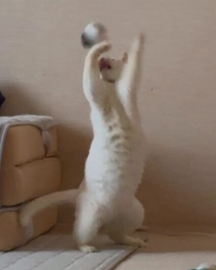立ち上がって一人遊びする猫