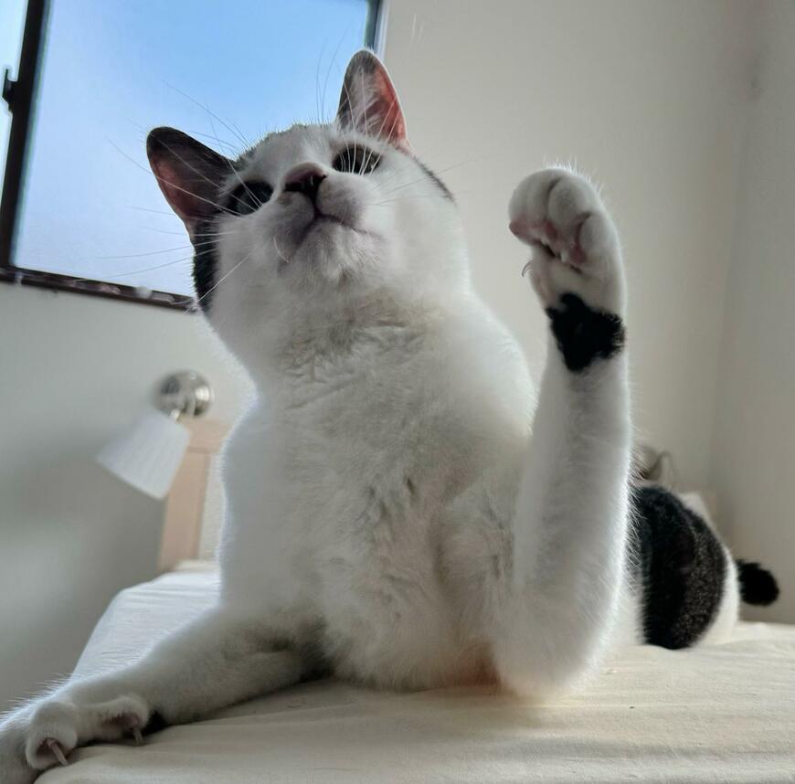 じゃんけんする猫