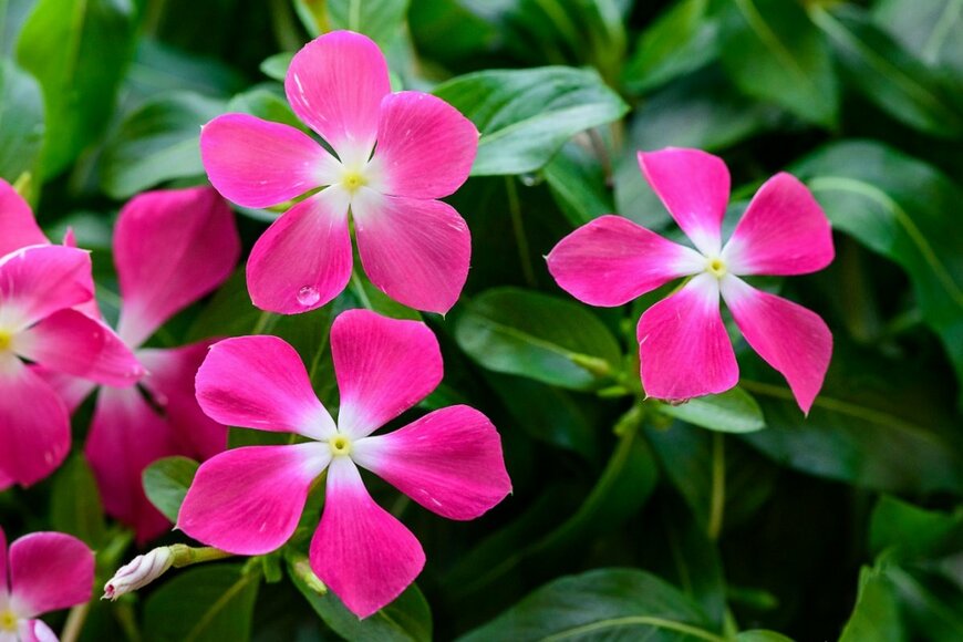 ニチニチソウの花が咲いている。色は鮮やかなピンク。