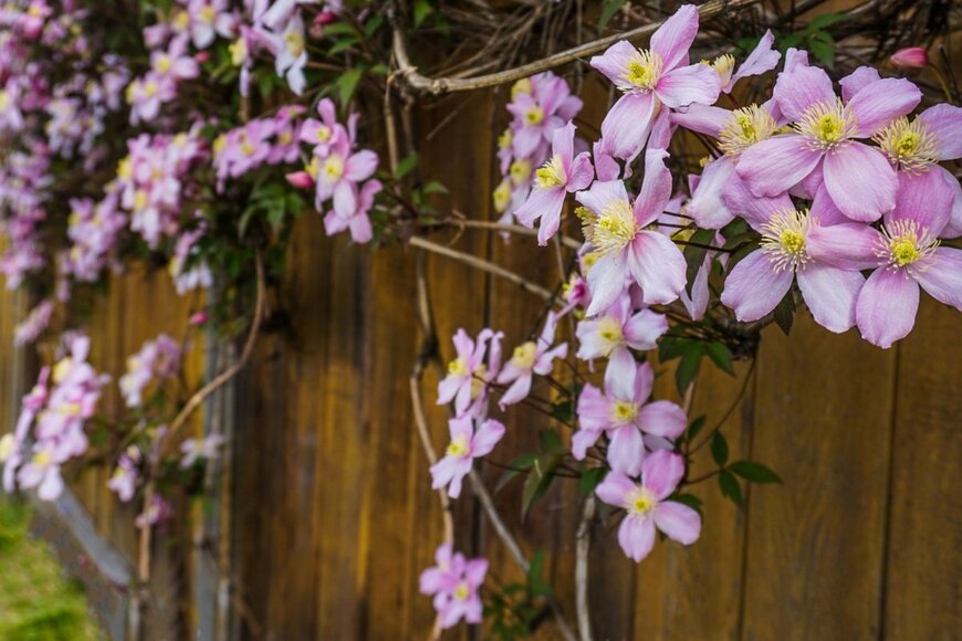 クレマチスの花が咲いている。色は薄いピンク。