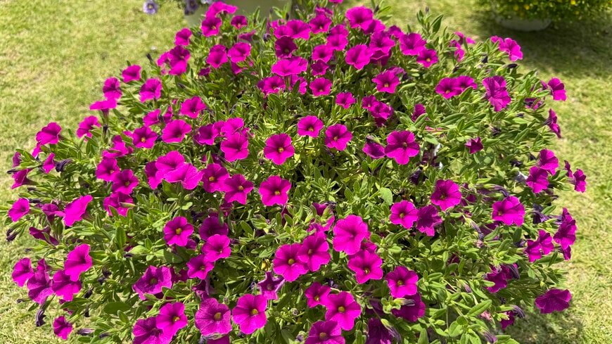 春に植えたカリブラコアの著者撮影写真