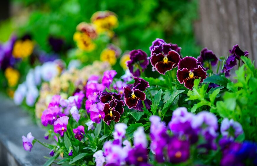 紫・黄色・白など色とりどりの花を咲かせている、パンジー