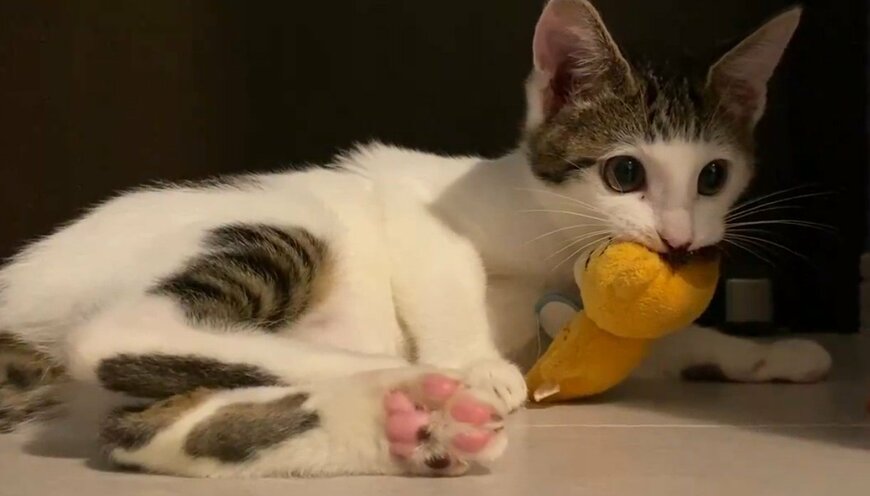 ぬいぐるみと猫