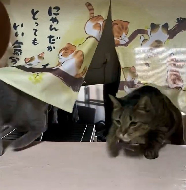 猫柄の暖簾から猫