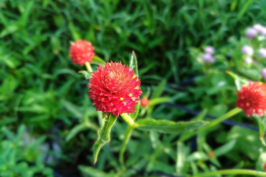 センニチコウの花。色は赤