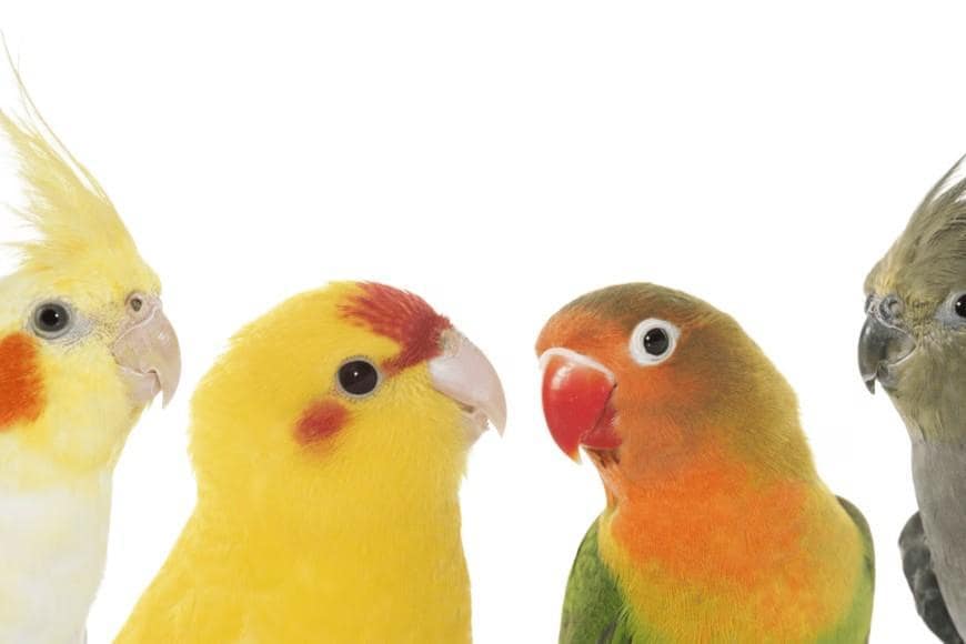 小鳥用品の出荷金額1位はフード全般