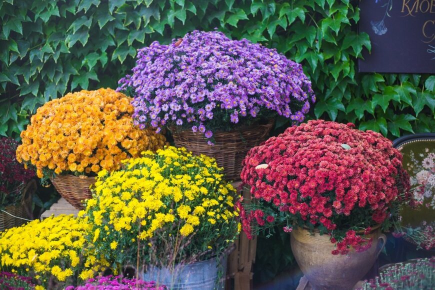 こんもりと花を咲かせる、プランターに植えられたガーデンマム。花色は黄色、オレンジ、赤、紫色