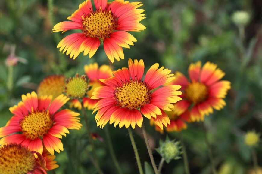 濃いオレンジのガイラルディアの花