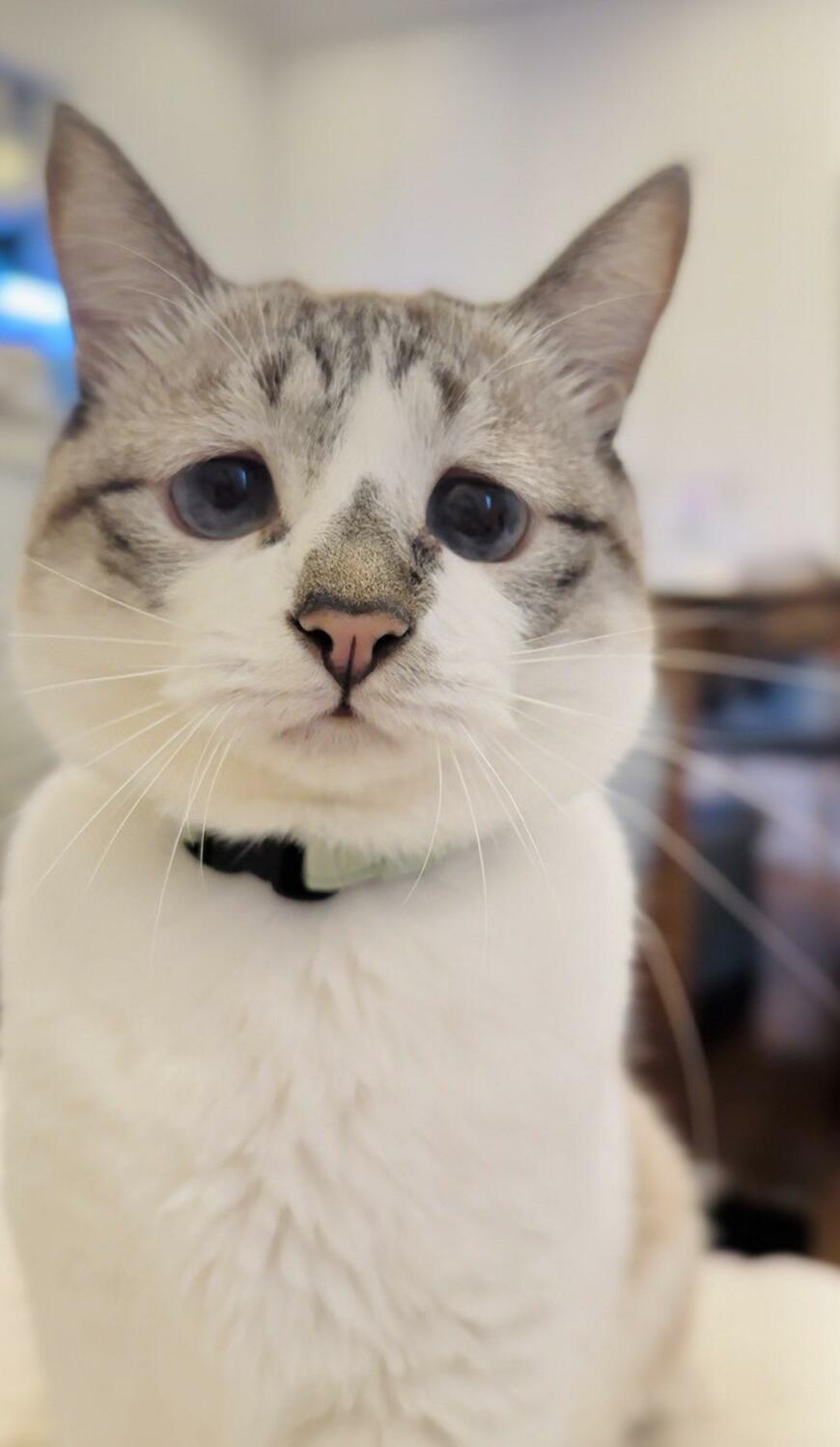 カメラ目線の猫