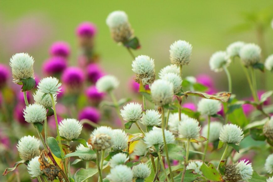 白やピンクの花を咲かせている、センニチコウ