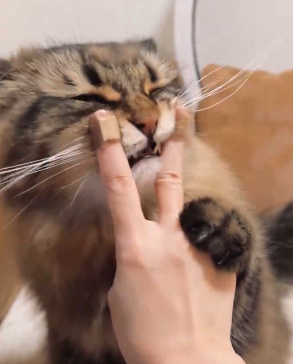 スリスリする猫