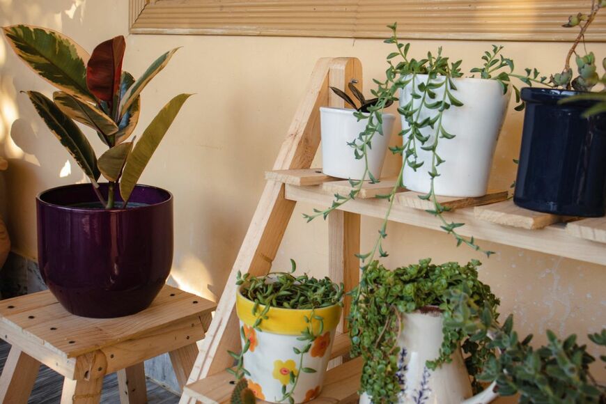 木の棚に観葉植物が置かれている