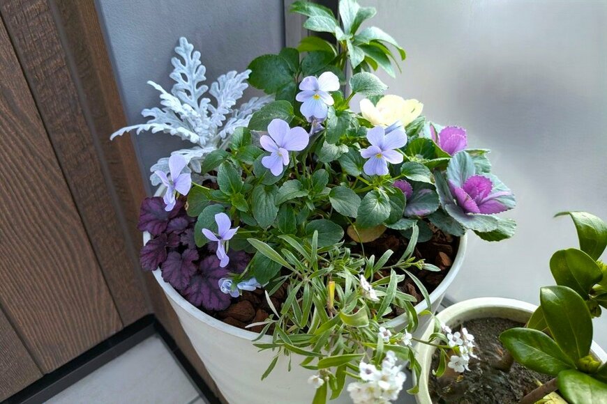 ビオラ、ハボタン、ヒューケラ、シロタエギク、スーパーアリッサム、クリスマスローズの寄せ植え