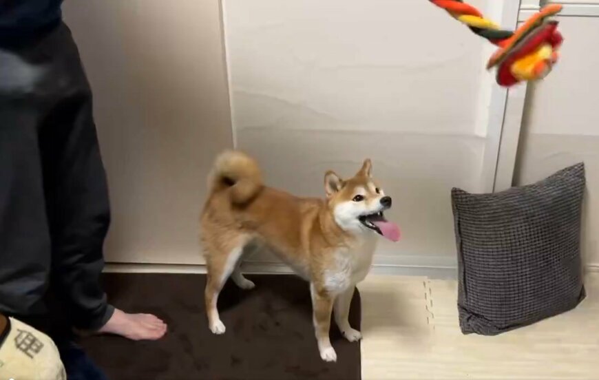 柴犬と飼い主とおもちゃ