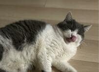 【ネコ神様ご降臨】普段は保育園児のような猫ちゃんが一転！あまりの神々しさに感動してしまう