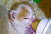 元捨て猫さんとママの「9歳の誕生祝い」愛が伝わる投稿に反響