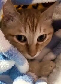 【寝れない……】ウトウトしかけて目が覚めちゃった猫ちゃんの姿にXユーザー悶絶！「可愛いすぎる」の声続出