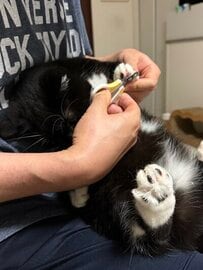 自分の爪切りを見られない猫ちゃん！頑張って耐える姿に「めっちゃ勇敢だよ」と称賛集まる