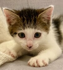坊ちゃん刈りの子猫が大きくなると…蝶ネクタイが似合う紳士猫にほっこり