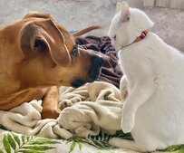 【微笑ましい】土佐犬と白猫の「2コマ漫画」　予想外の展開に思わず笑ってしまう