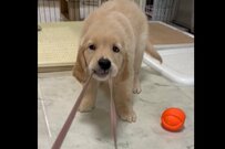 飼い主のストラップを引く子犬　母犬が助けてくれると思ったら…！