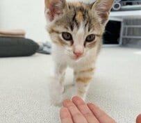 子猫が歩いてきたと思ったら「とんでもない奇跡起きた」　まさかの展開に7万いいね