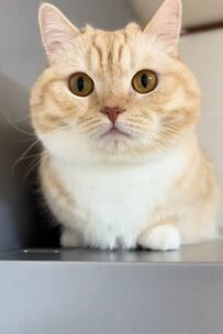 【あざとい猫ちゃん】高いところから顔を出す猫ちゃん…「何作ってるニャ？」SNSユーザーはメロメロ