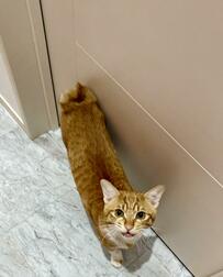 ぎっくり腰のパパさんに猫ちゃんが取った行動とは？　お部屋に入れてもらえなくて切ない猫ちゃんたちに1.7万いいね