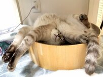 「どーなってんの？」やっぱり猫は液体なのかも…猫の芸術的な体勢が衝撃的