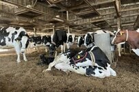 牧場で生まれたばかりの子牛　想像の斜め上を行く行動に「生命力って凄い」