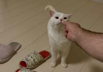 おやつを前にした猫の行動に野性味チラ見せ　「かわいいです」「ギャップ」