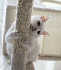 「ん？両方顔か」美少女猫ちゃんが持つ2つ目の顔　違和感なしの後ろ姿が話題