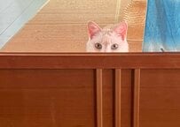 土佐犬と戯れていただけなのに　猫の熱い視線に思わず笑ってしまう