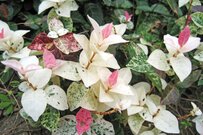 【ガーデニング】植えると厄介？地植えに「おすすめしにくい植物」6つ