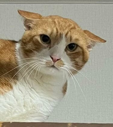 丸顔の猫さんが「イカ耳」を通り越すと…？かわいい怒り顔に驚き「どう