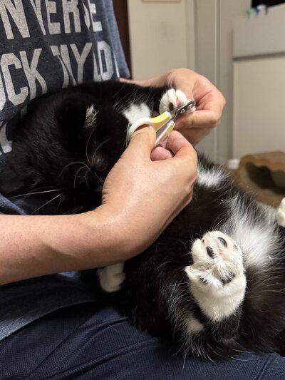 爪切りを嫌がって顔を隠す、猫のうにちゃん