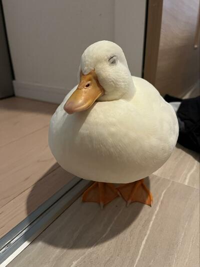まん丸になって眠るしろみちゃん