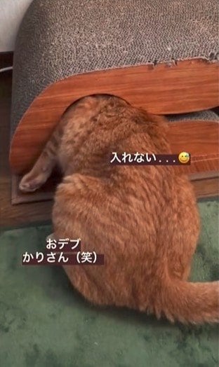 投稿の画像
