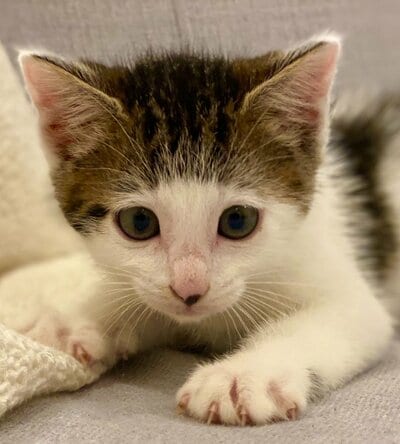 坊ちゃん刈りが特徴の子猫時代のセロイくん